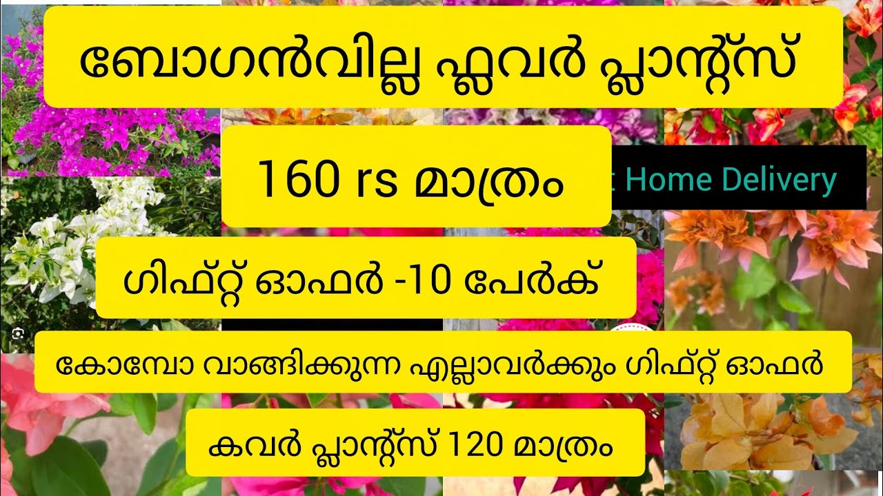 ബോഗൻവില്ല ഫ്ലവർ പ്ലാന്റ്സ് 160rs മാത്രം 9947117792 what's app