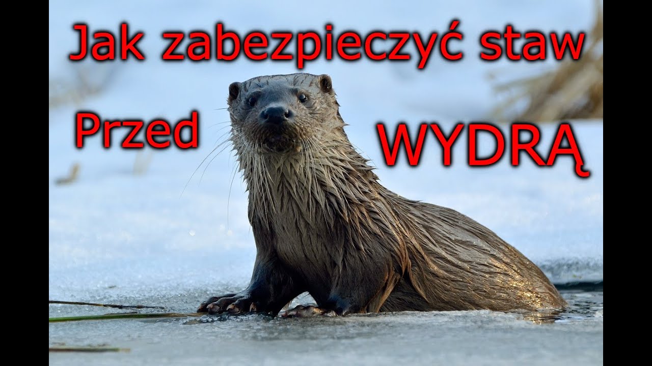 Jak zabezpieczyć staw przed wydrą.