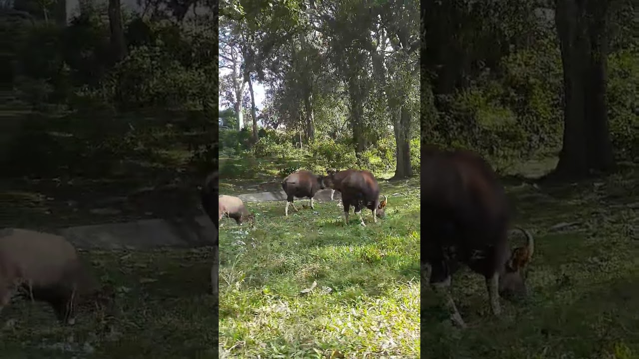 Parambikulam # Bison # Wildlife # Adventure