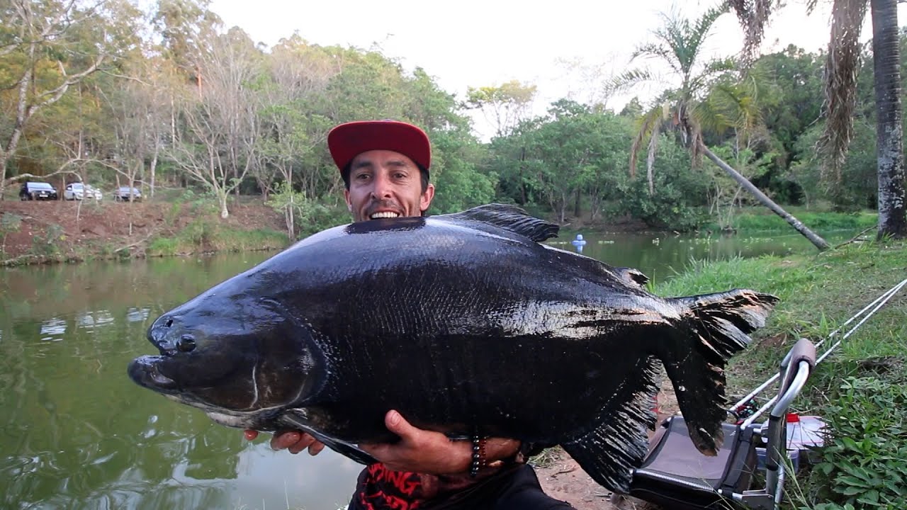 PESQUEIRO CASTELINHO TAMBACUS E MUITAS PIRARARA  BRIGUENTAS