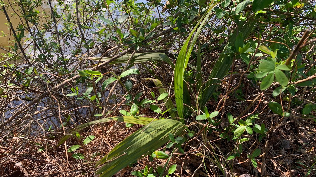 Native Sabal minor in Virginia?
