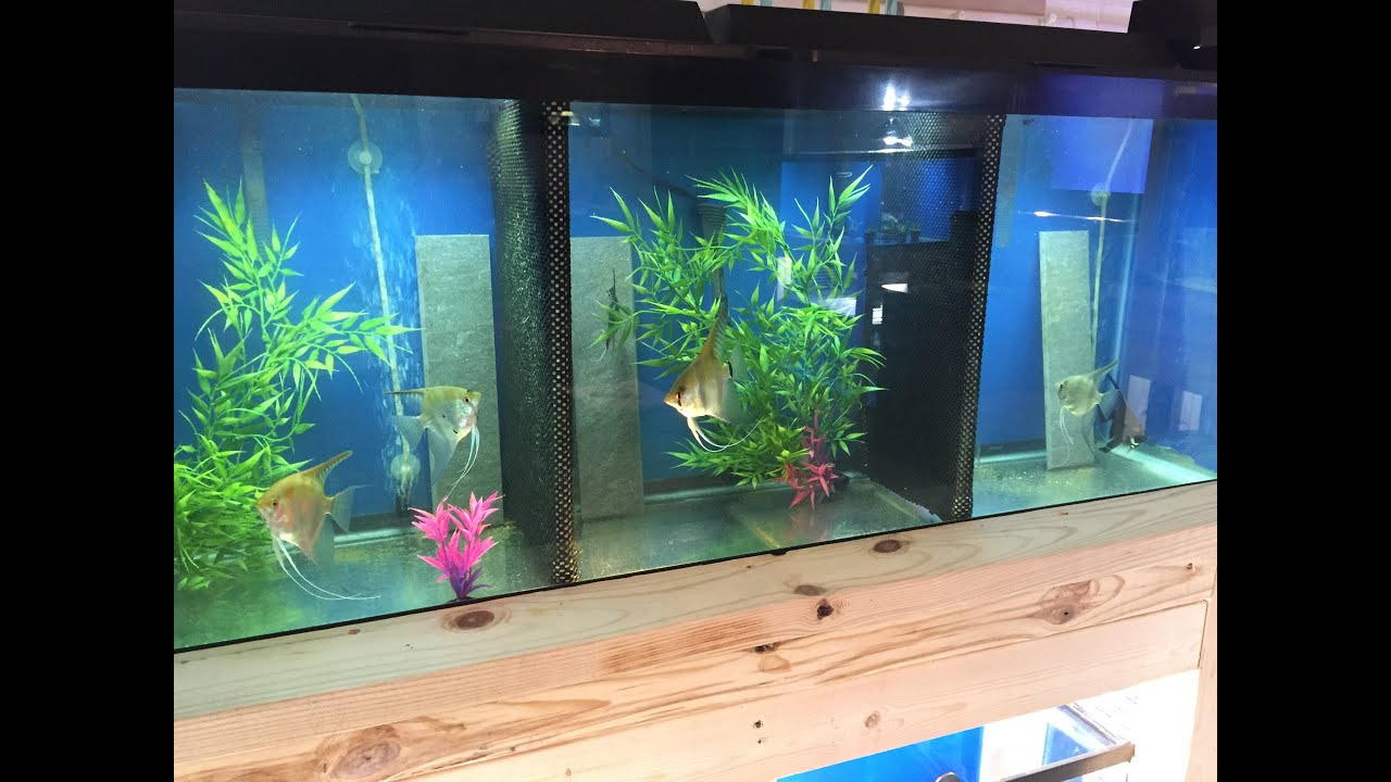 Angelfish Breeding Setup