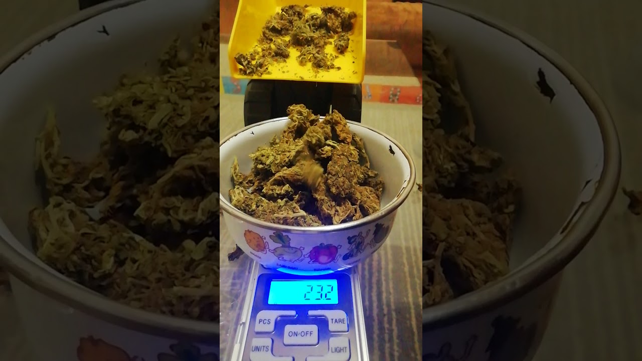 Drug Dealer Lessons - How to use a scale like a professional - Weighing Tips For All Dealers