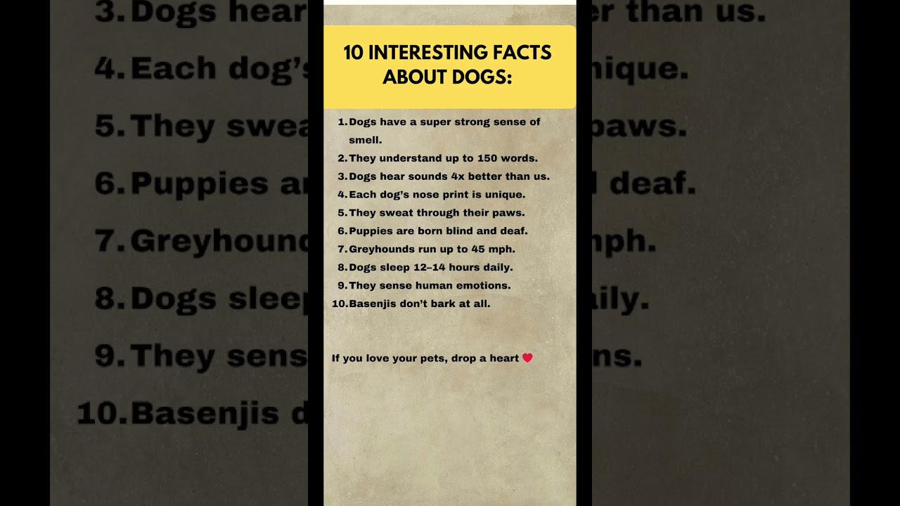 10 Amazing Facts About Dogs Every Pet Lover Should Know #marspetcare #petworks #pettech #smartpet
