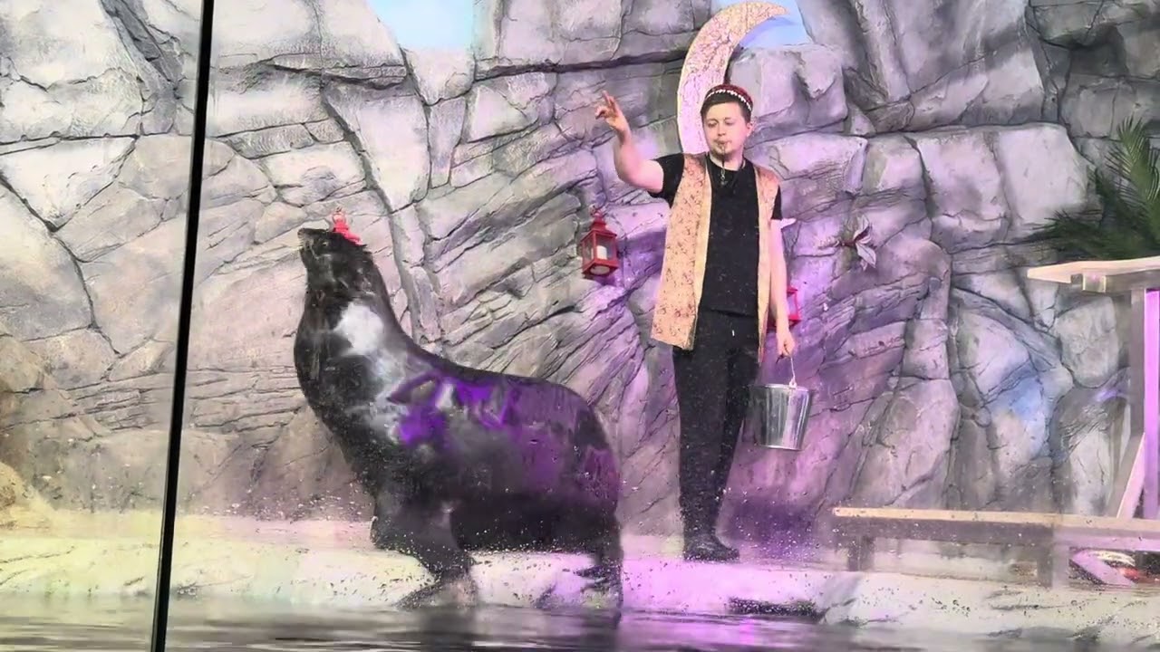 Океанариум в Воронежене шоу с Морскими котиками #Воронеж2026