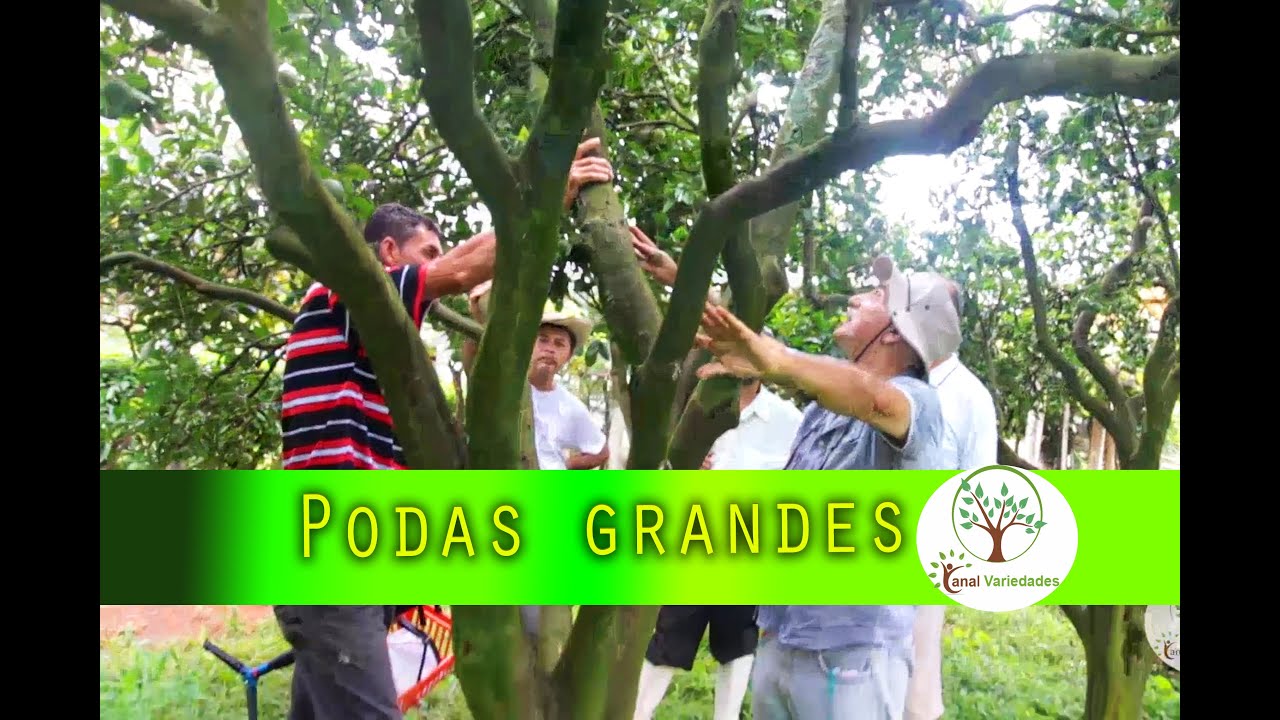 Produção e qualidade como Podar plantas grandes, dicas e qualidade de vida Plantar em Casa