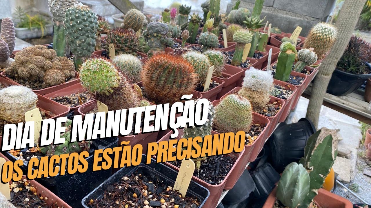 DIA A DIA DE UM CULTIVADOR DE CACTOS