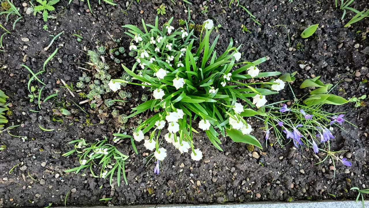 Frühlingsanfang in Augsburg -- 4.3.2026