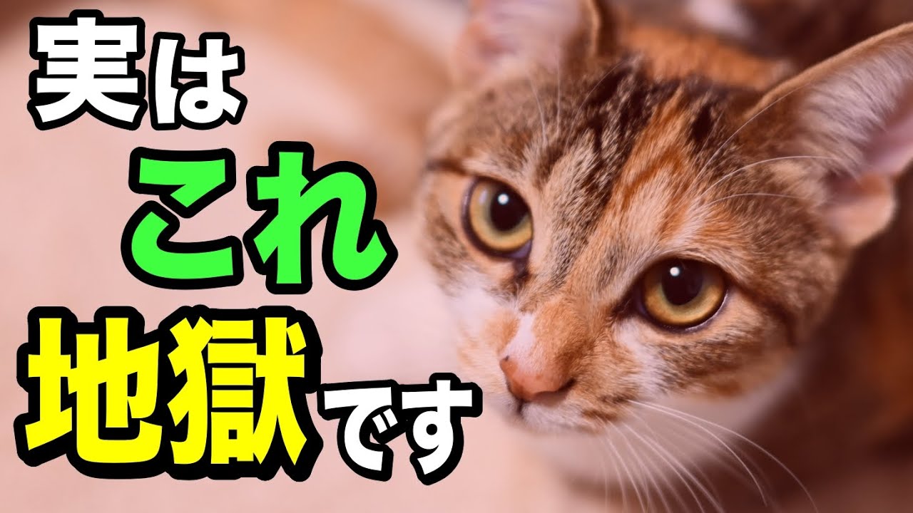 猫がされたら最悪に感じる嫌なこと7選を獣医師が解説します