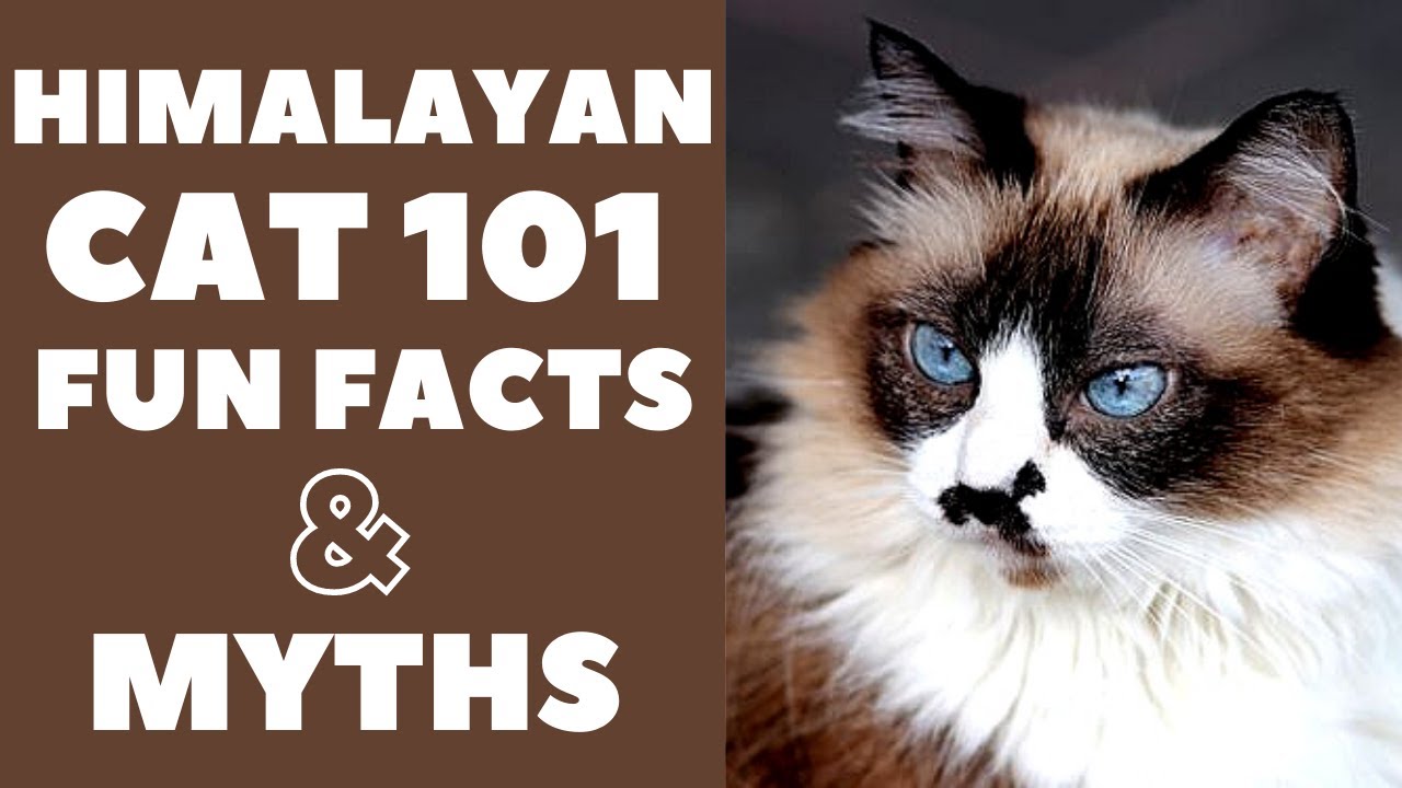 Himalayan Cats 101 : Fun Facts & Myths