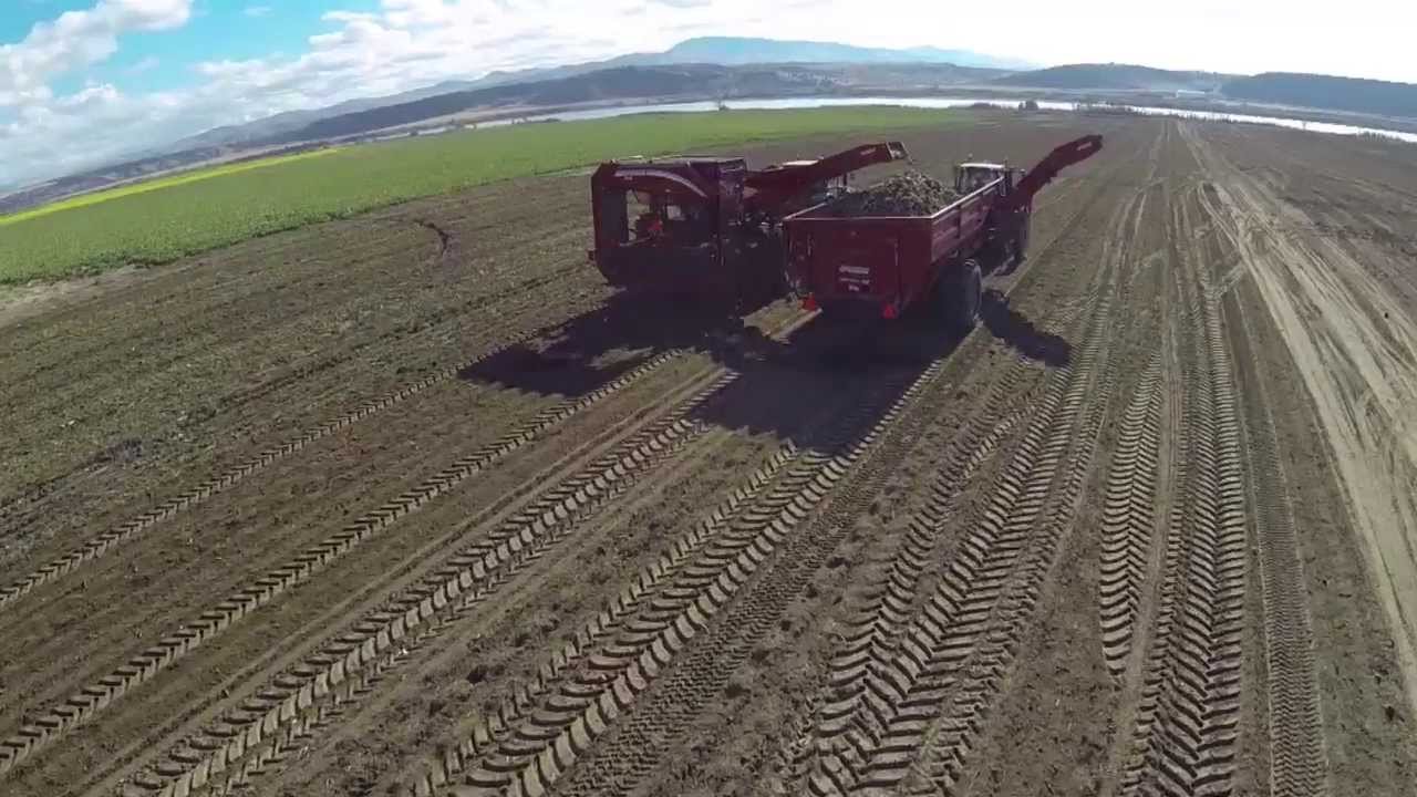 Spudnik 12 Row Sugar Beet Harvester and Crop Cart