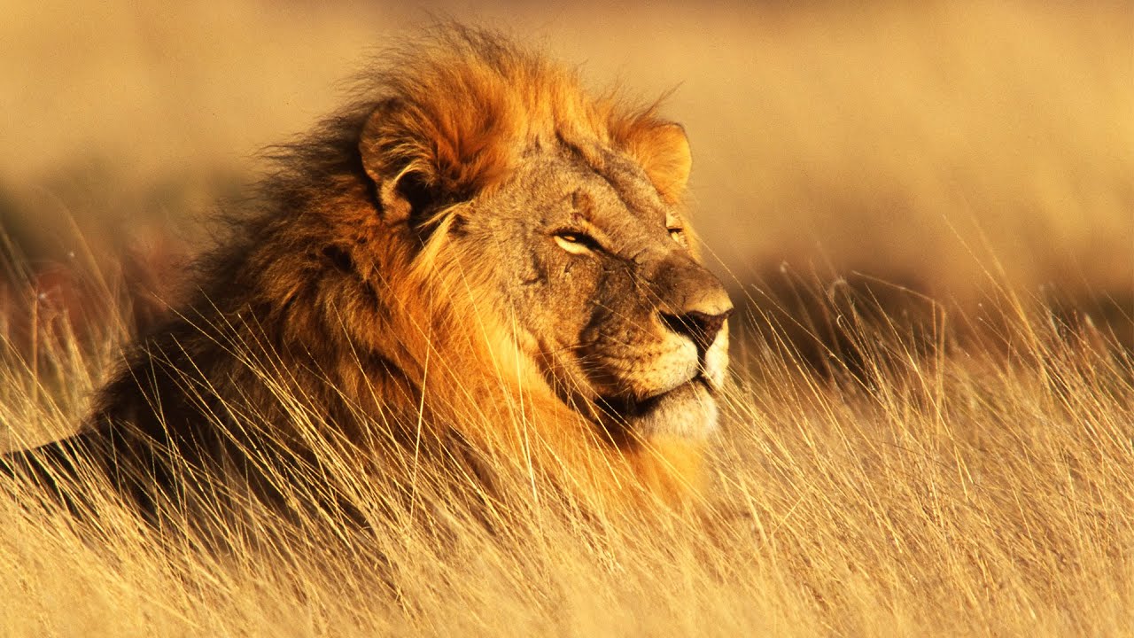 Lion Queen and Pride of Nakuru National Park (Animal Documentary)