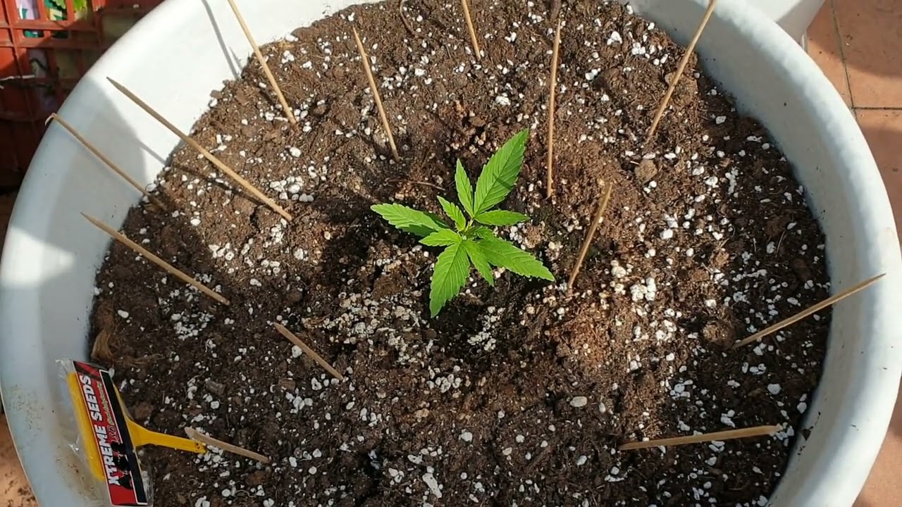 32 дня Afgan Shadow 2 Super Auto Xtreme Seeds от Мария Любит Хуана #xtreme#xtremeseeds#asb#superbig