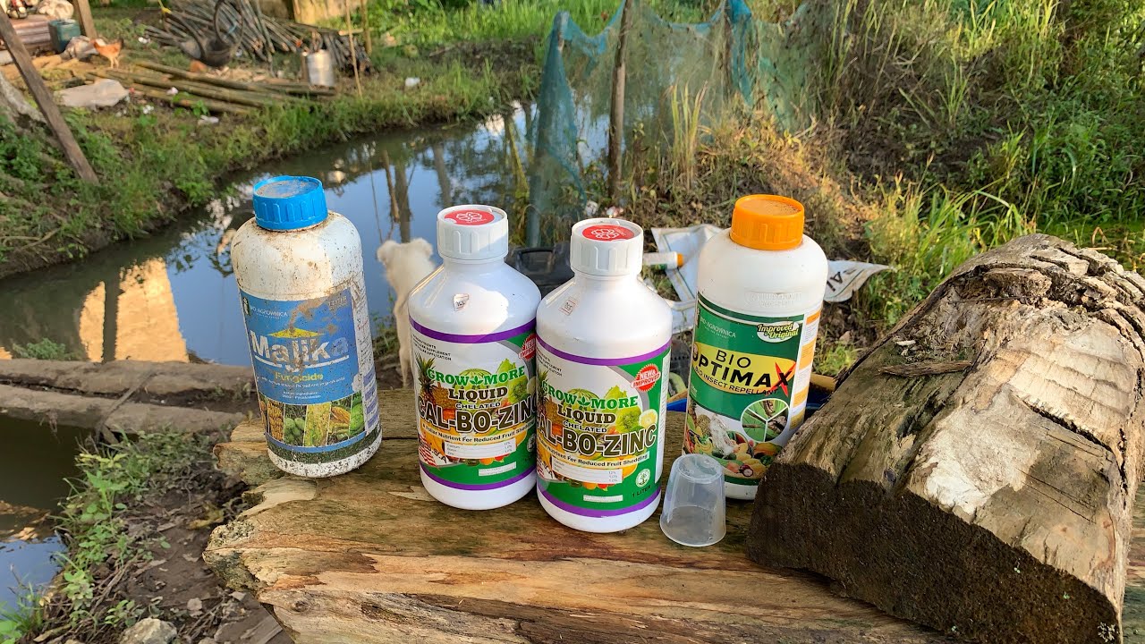 Bakit tatlong klase sa isang spray para sa talong? (Calixto F1)