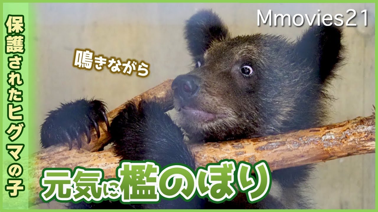 母親とはぐれ衰弱したヒグマの子旭山動物園で保護され元気を取り戻した姿が愛らしい