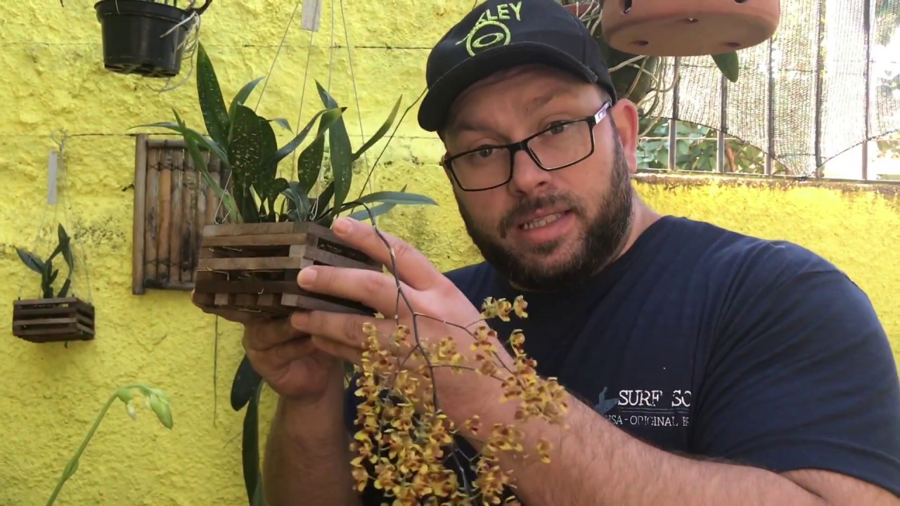 Veja as orquídeas que você pode cultivar na sombra ! | Rossioglossum grande , colmanaras etc...