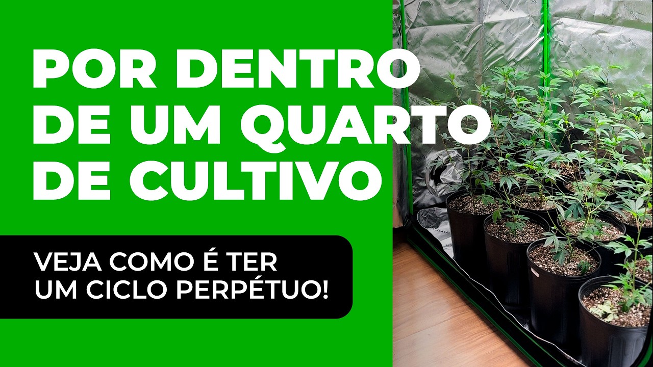 Por Dentro de um Quarto de Cultivo Indoor de Maconha com Habeas Corpus | Setup, Gen&eacute;tica e Rotina