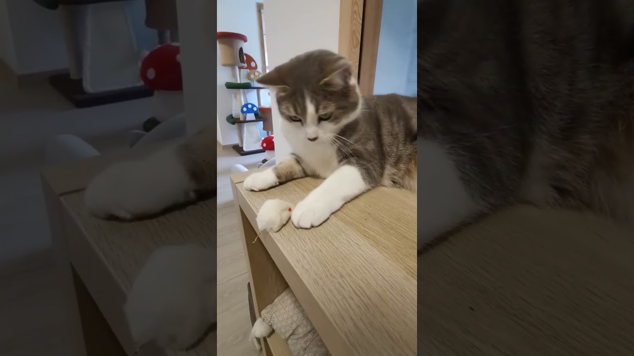 Chats en vacances - La vidéo du jour : 07/02/2026