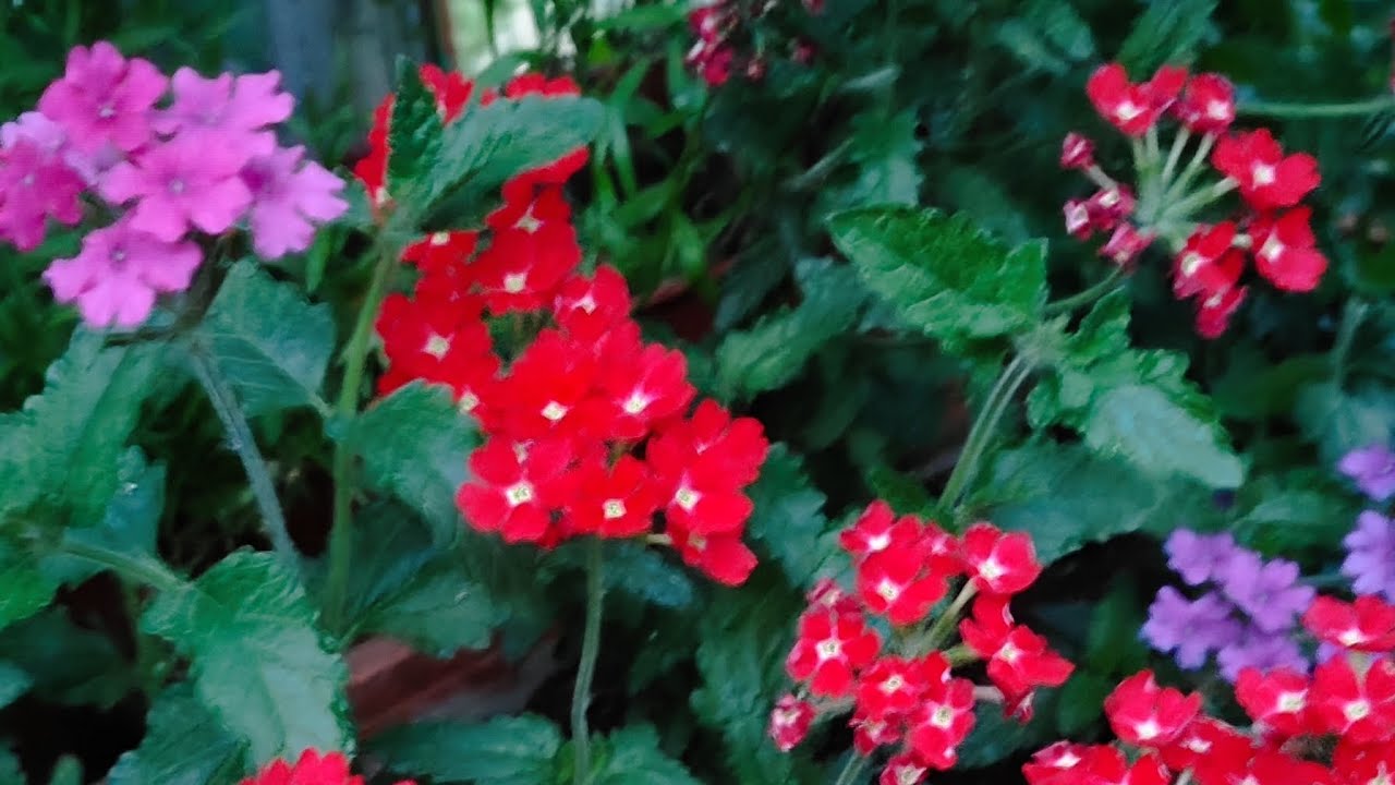 Відео посів насіння квітів! 🌸🌼🌸 26.01.2026