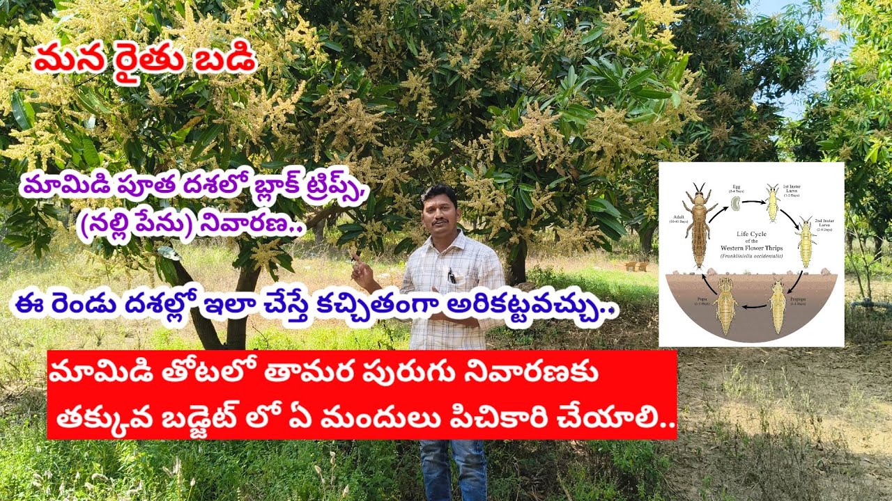 మామిడి తోటలో నల్ల తామర పురుగు నివారణ/how to control black thrips in mango//#@Mana rythu badi