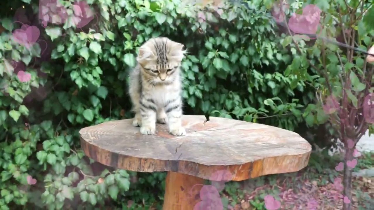 Tabatha