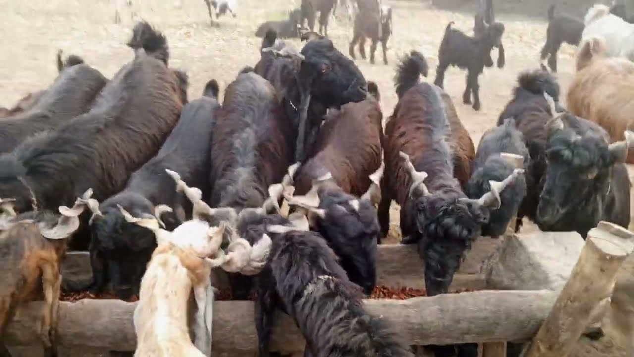 Hanjra DDp goat farm ki bakrian kharedeny k ly ham sy rapta Karen.hanjra DDp goat farm