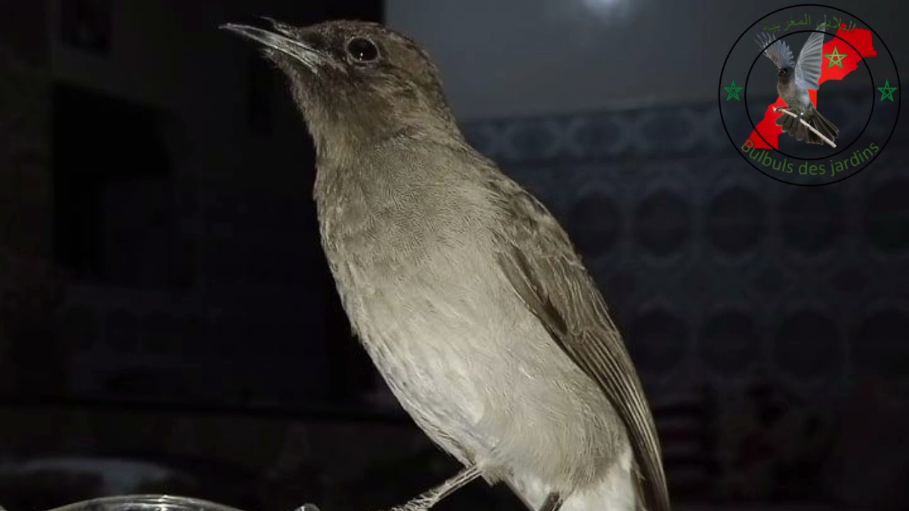 تغريد طائر البلبل المغربي تولع مع راسك تبارك الله تسجيل حي 21/10/2023 Chant du bulbul des jardins