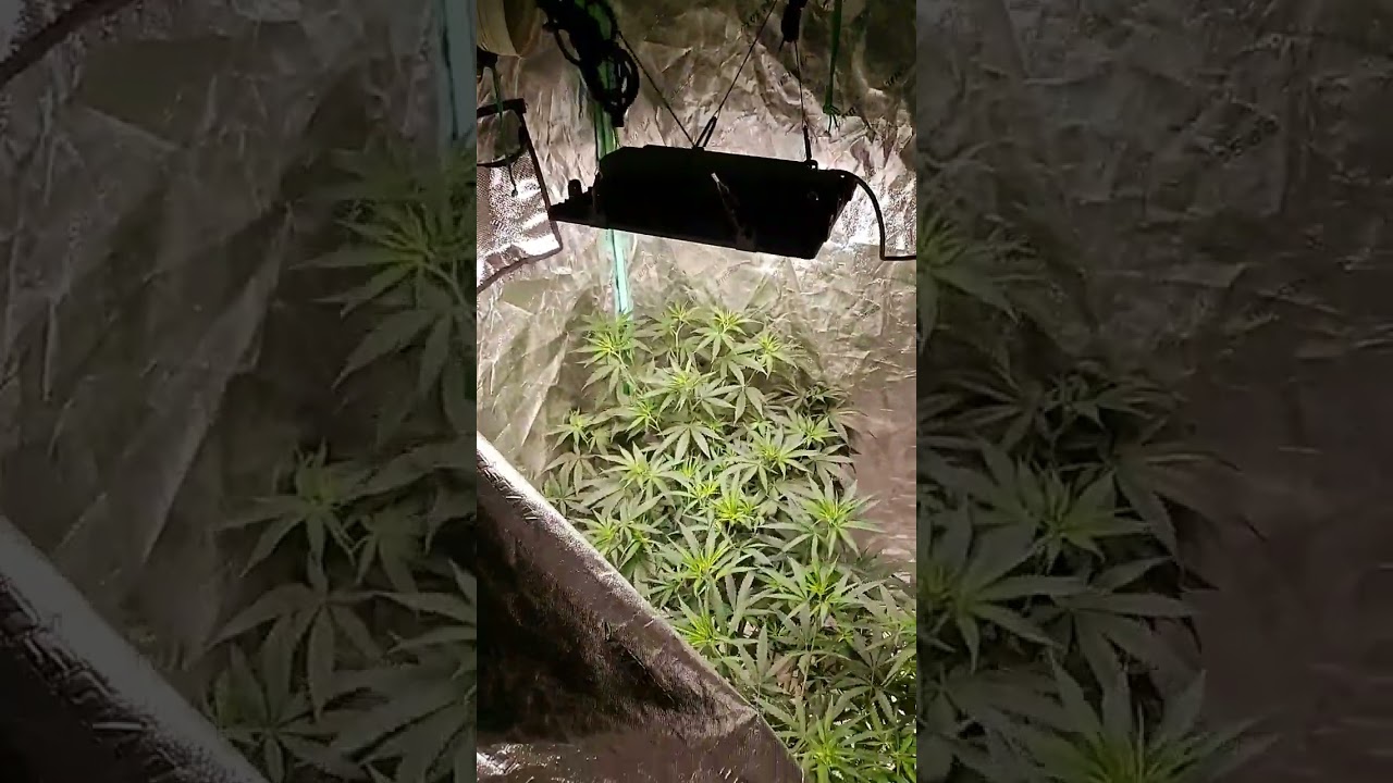 new grow light is going well ..hells yeah groplanner O g150