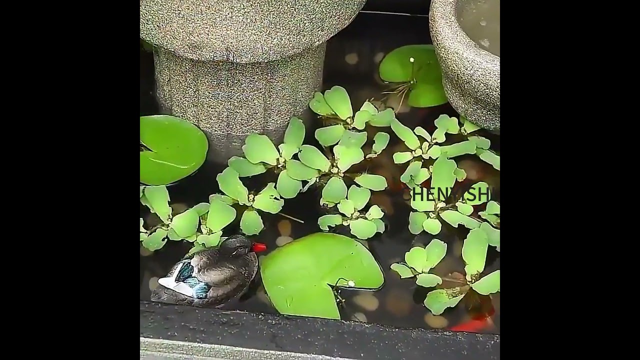 CHENYISHI Zen Garden Outdoor Water Fountain LED Light Fountain Fish Pond Watermill Set Home Yard