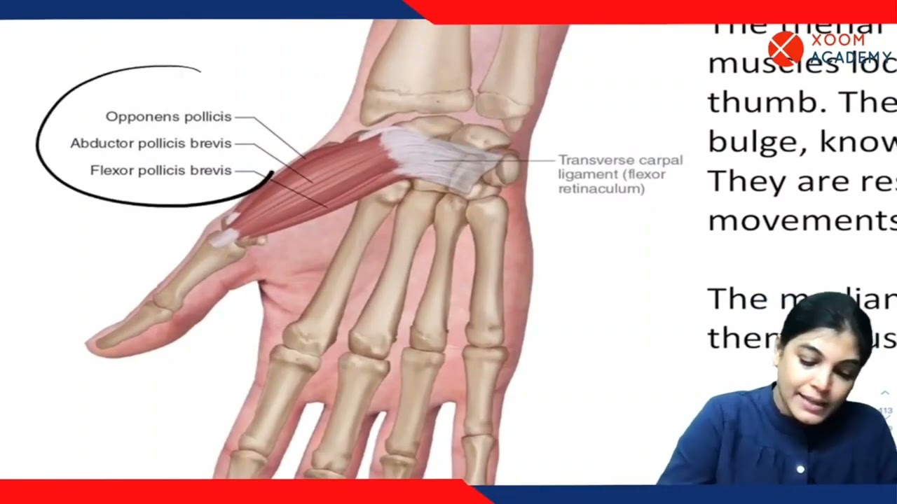 Muscles of Hand - Human Anatomy Lecture - Xoom Academy