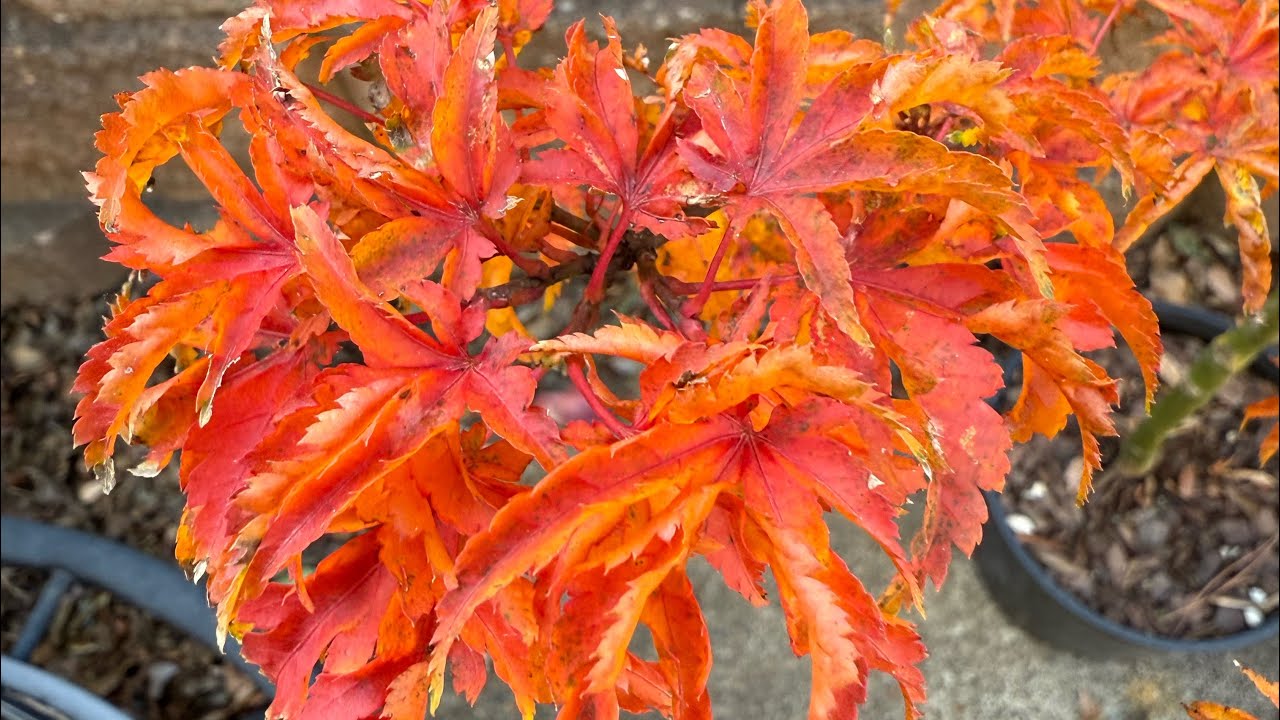 Japanese Maple Garden Fall Tour last of 2025