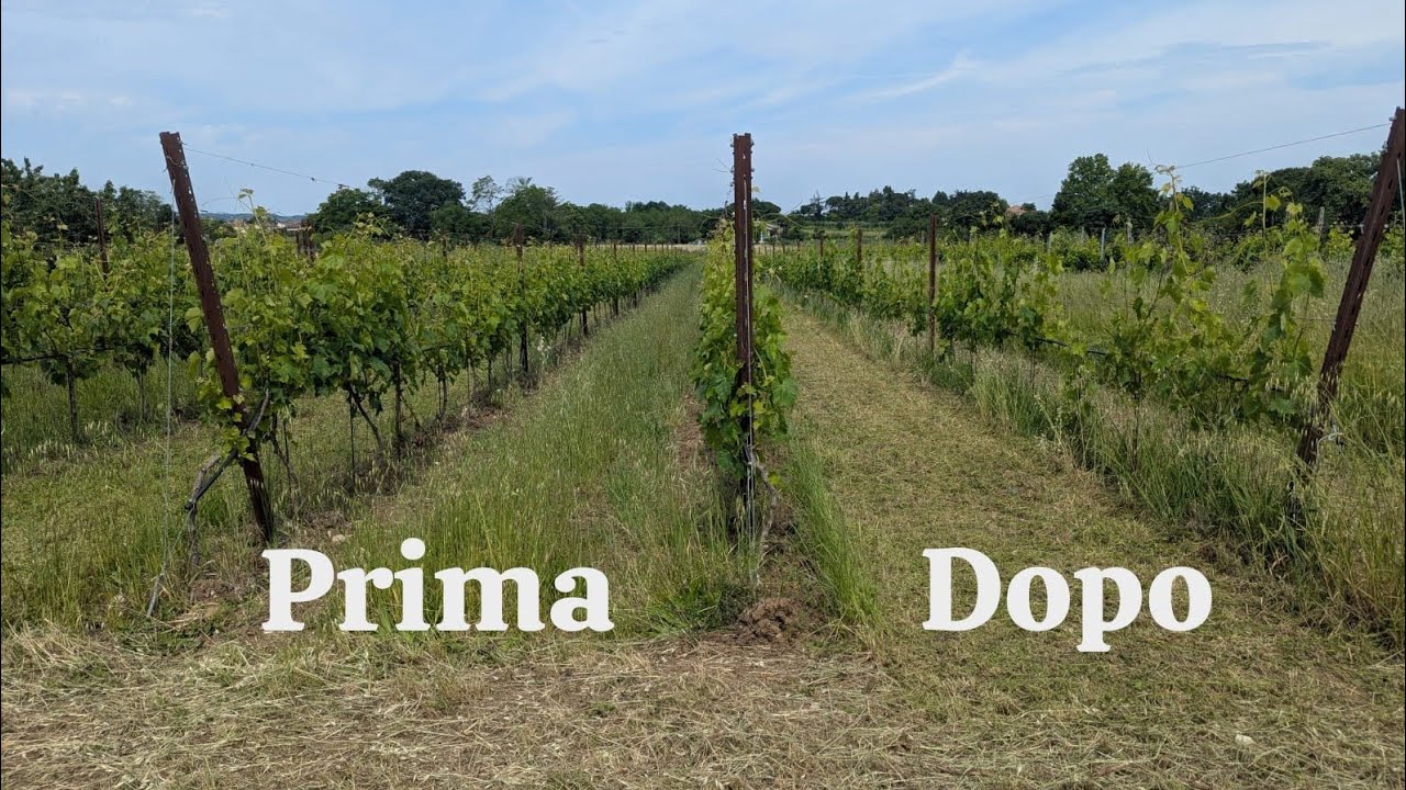 NUOVO TRINCIA DA VIGNETO?!?! PROVA TRINCIA MASCHIO BRAVA!