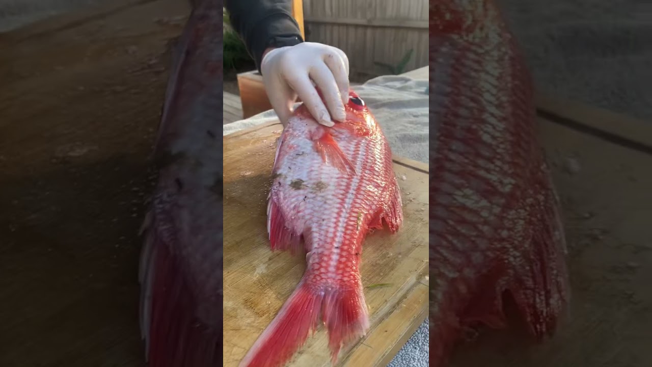 How to fillet a nannygai) #fish #fillet #nannygai #food