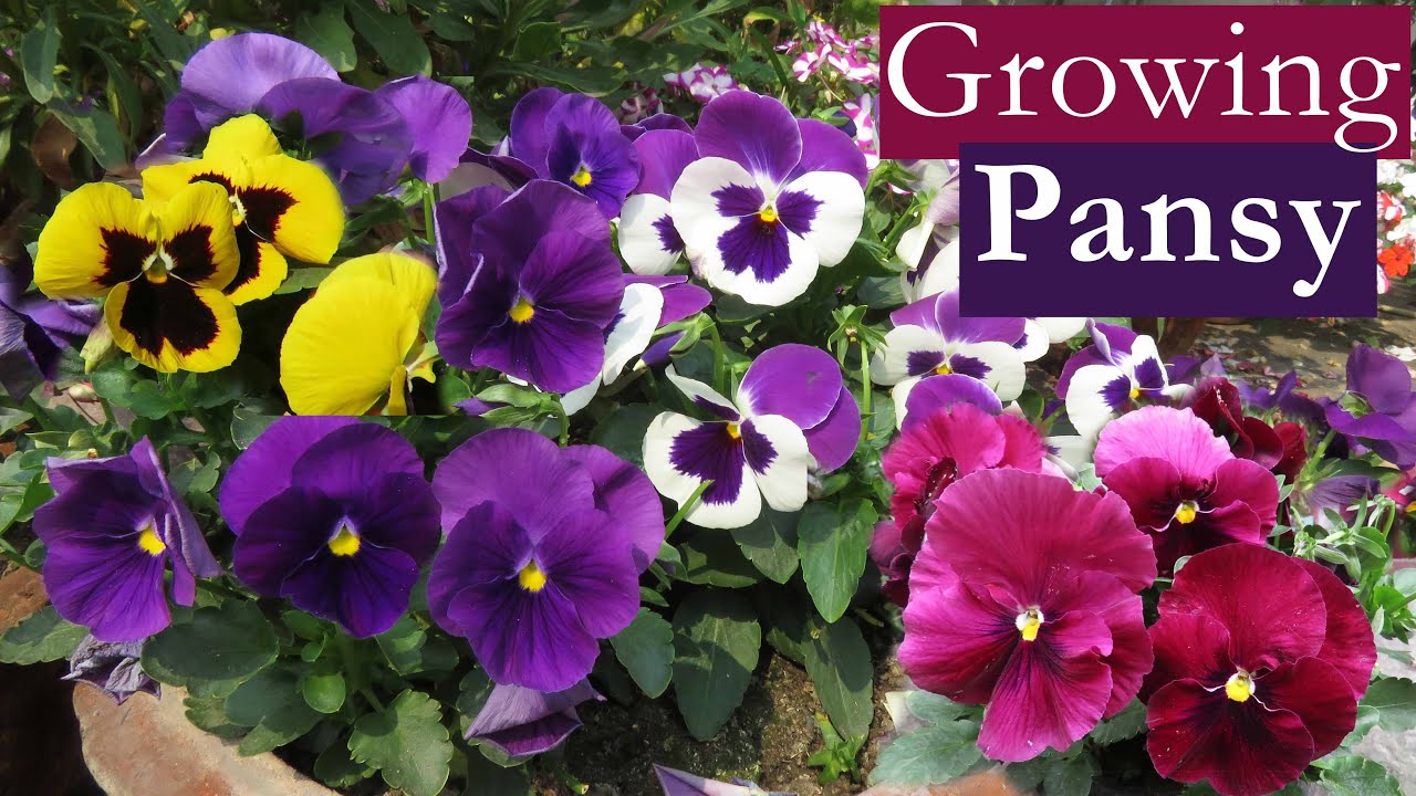Pansy Flower , How To Grow Pansy Flowers Easily , Growing Panies