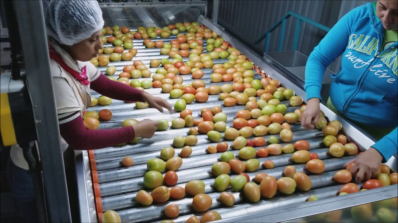 Tomato sorting and packing equipment