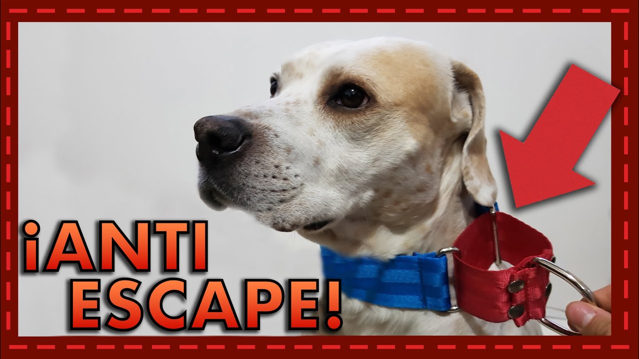 ¡Adiós a las Escapadas! Reseña del Collar que Mantiene a tu Perro Seguro
