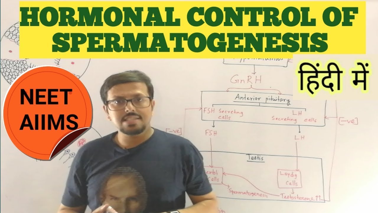 HORMONAL CONTROL OF SPERMATOGENESIS (human reproduction)