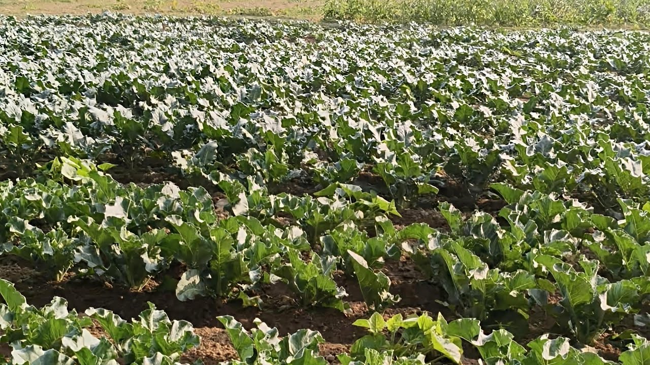 Phool gobhi ki kheti/Sri paddti/gobhi ki kheti/50 se 60 hajar rupaye income kar sakte ho 