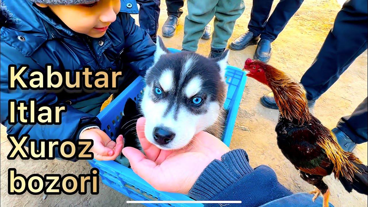 Kabutar it xuroz bozori | Кабутар ит хуроз бозори .Хоразм