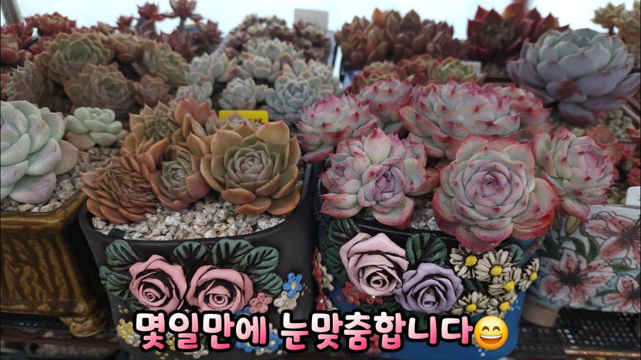 #랜드로바 #실루엣 #아이시그린 #멜리오다스 몇일만에 옥상 아이들 눈맞춤합니다.