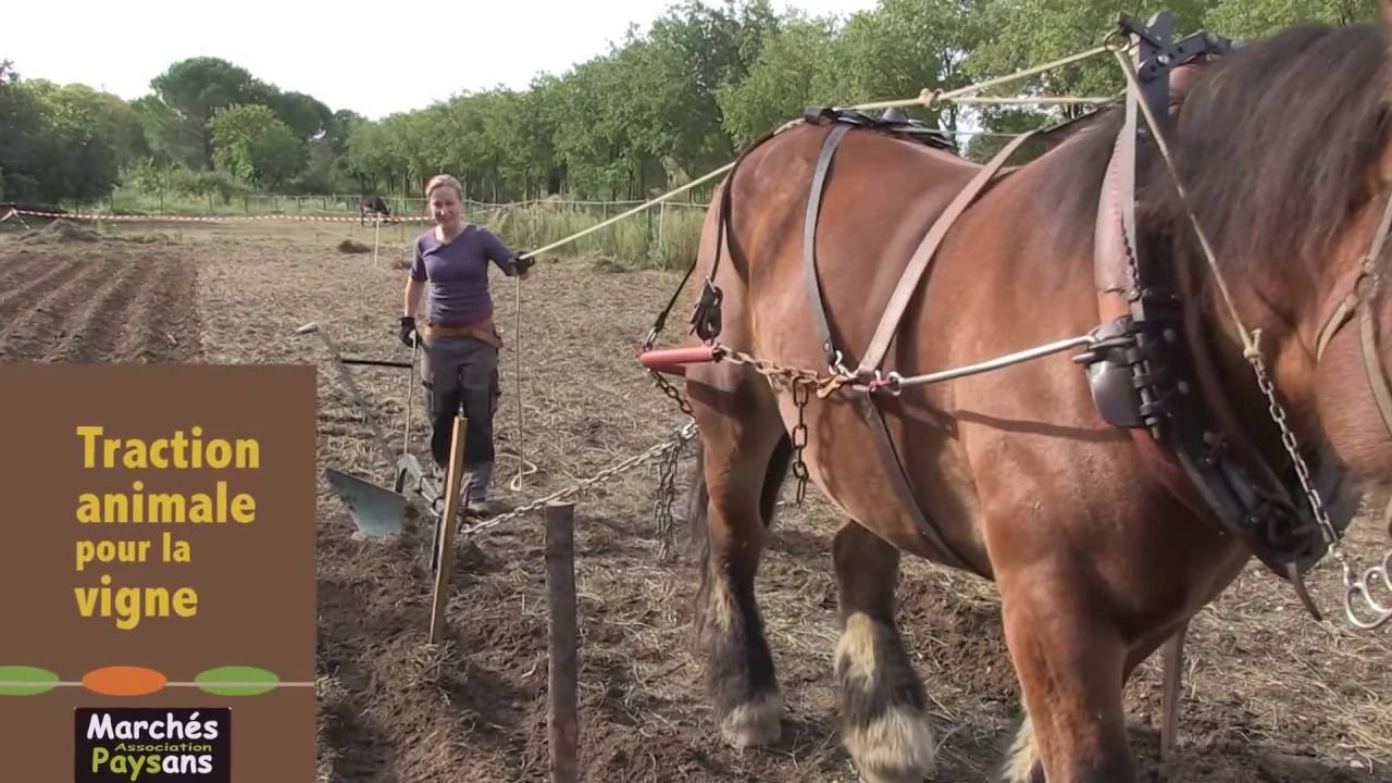 Travail du sol de la vigne, en traction animale
