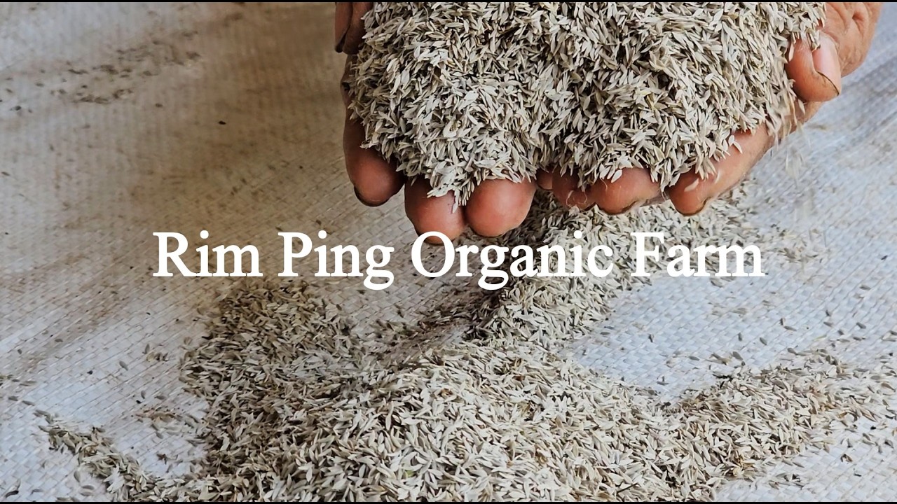 Rim Ping Organic Farm to Veggie Drinks. From Chiang Mai