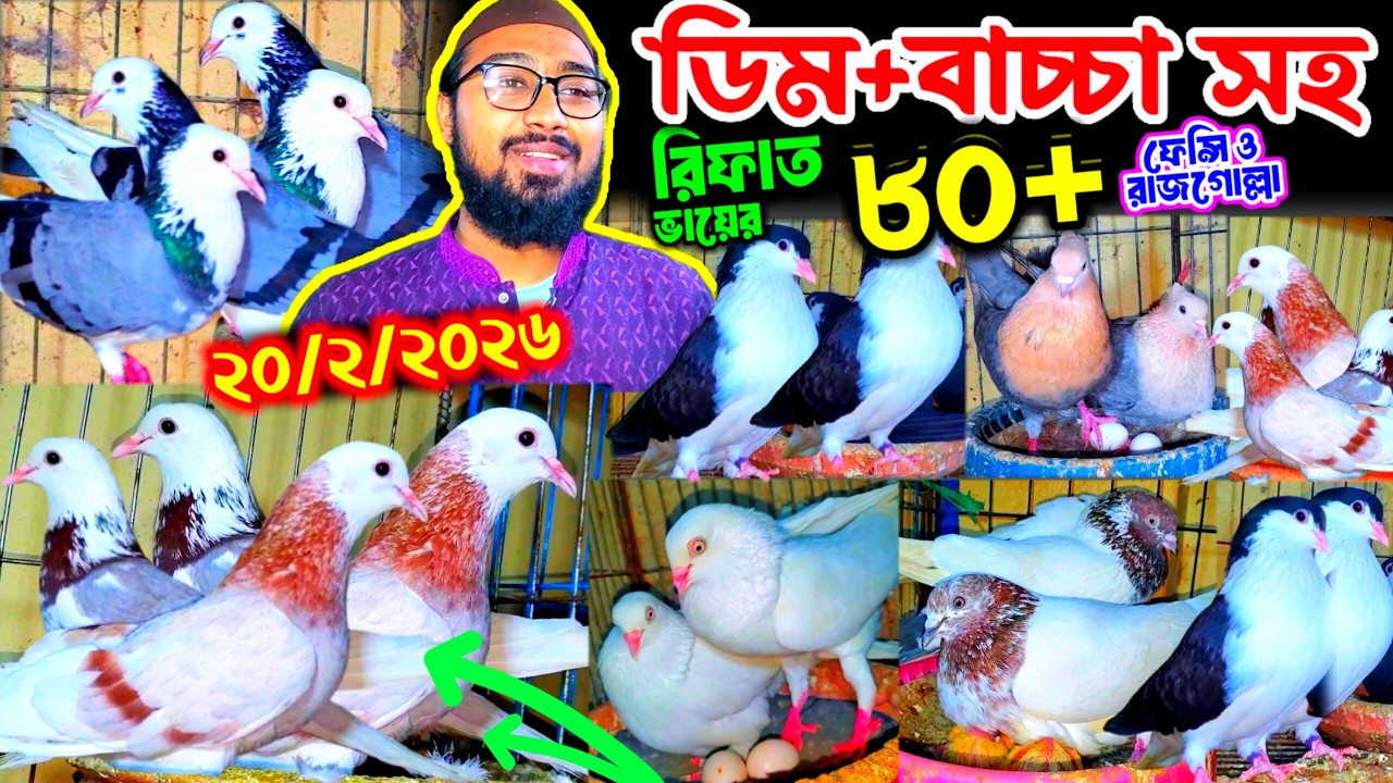 নতুন আসলো ৮০+ ফেন্সি ও রাজগোল্লা কবুতর || রিফাত ভায়ের নতুন ধামাকা অফারে ডিম বাচ্চা সহ কবুতর কিনুন ||