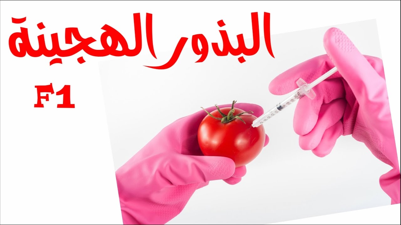 البذور المهجنة او الهجينة, شاهد تجربة زراعتها و الفرق بينها و بين البذور العادية.