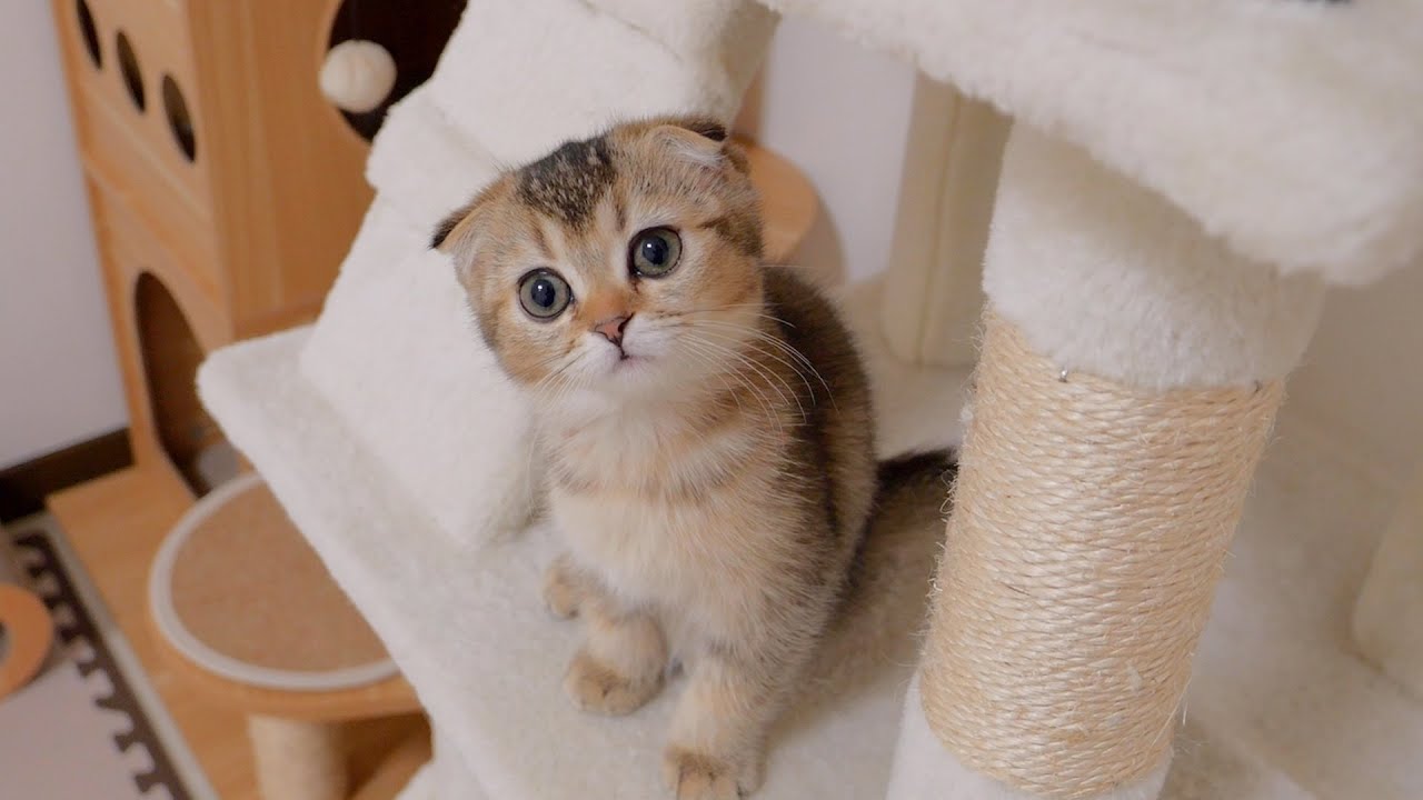 Это моя последняя ночь с моей кошечкой Лалой. Завтра я уезжаю.