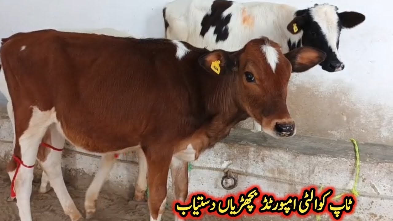 ٹاپ کوالٹی امپورٹڈ بچھڑیاں دستیاب لوکیشن گوندل منڈی کارگو سہولت آل پاکستان 