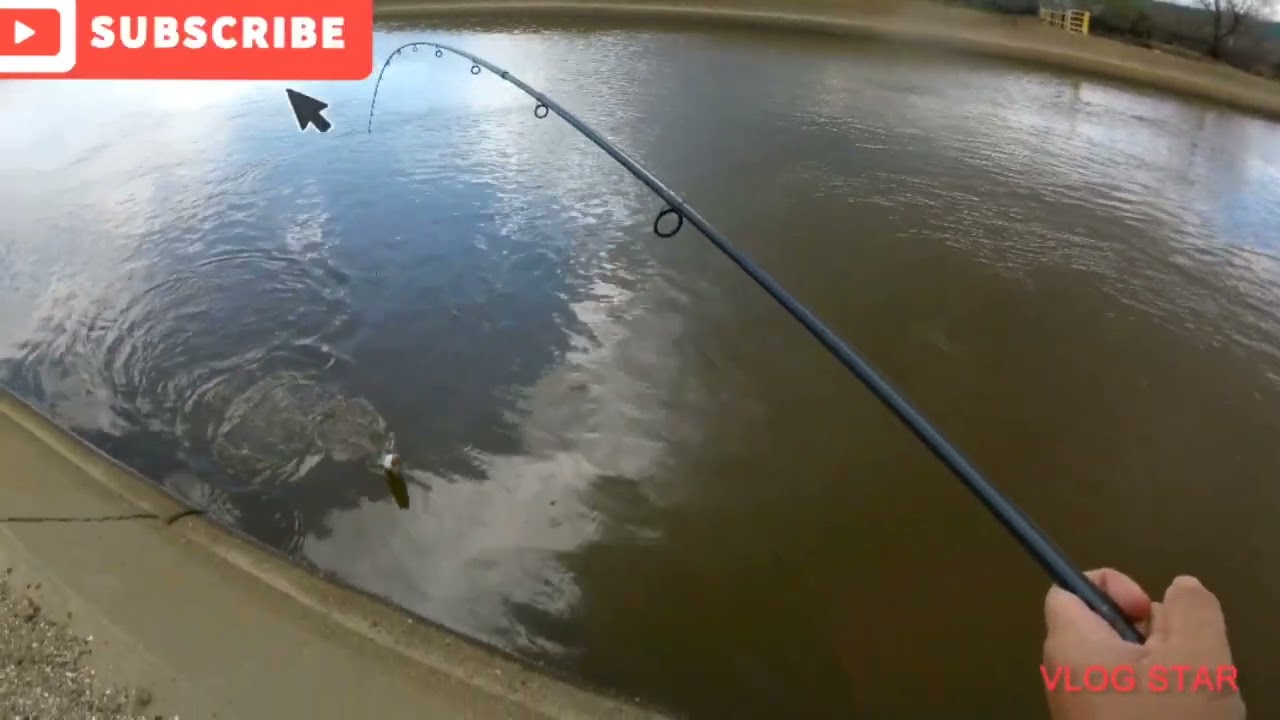 striped bass fishing in macarthur drive tracy california on delta mendota canal .(catch and release)