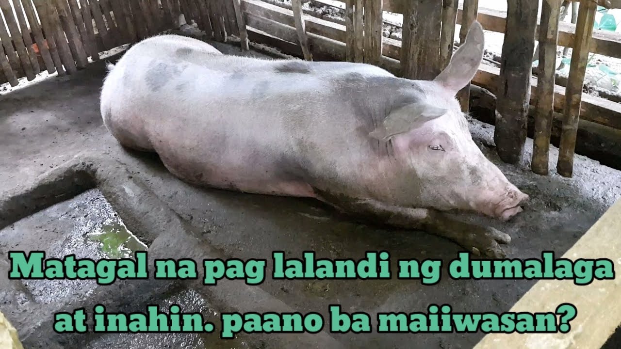 Paraan ko para mpbilis ang Pag lalandi ng inahin at ng aking gilt or dumalaga. #AllAboutPigLearning
