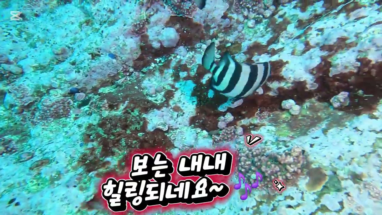 귀여운 아기 돌돔들~ 🎶
