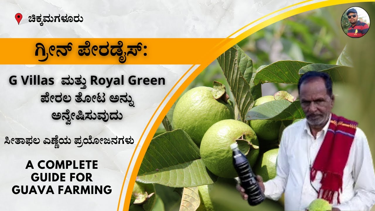 ಜಿ ವಿಲಸ್ GVILLAS and ರಾಯಲ್ ಗ್ರೀನ್ Guava Plantation at Chikmagalur. Cal. 9019162251